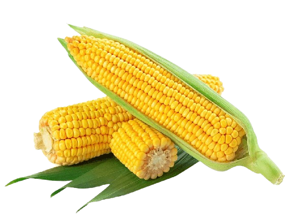 Sweet Corn